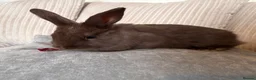 Mixed Breed rabbits for sale: Chocolate Bunnies for sale  - Advert 4