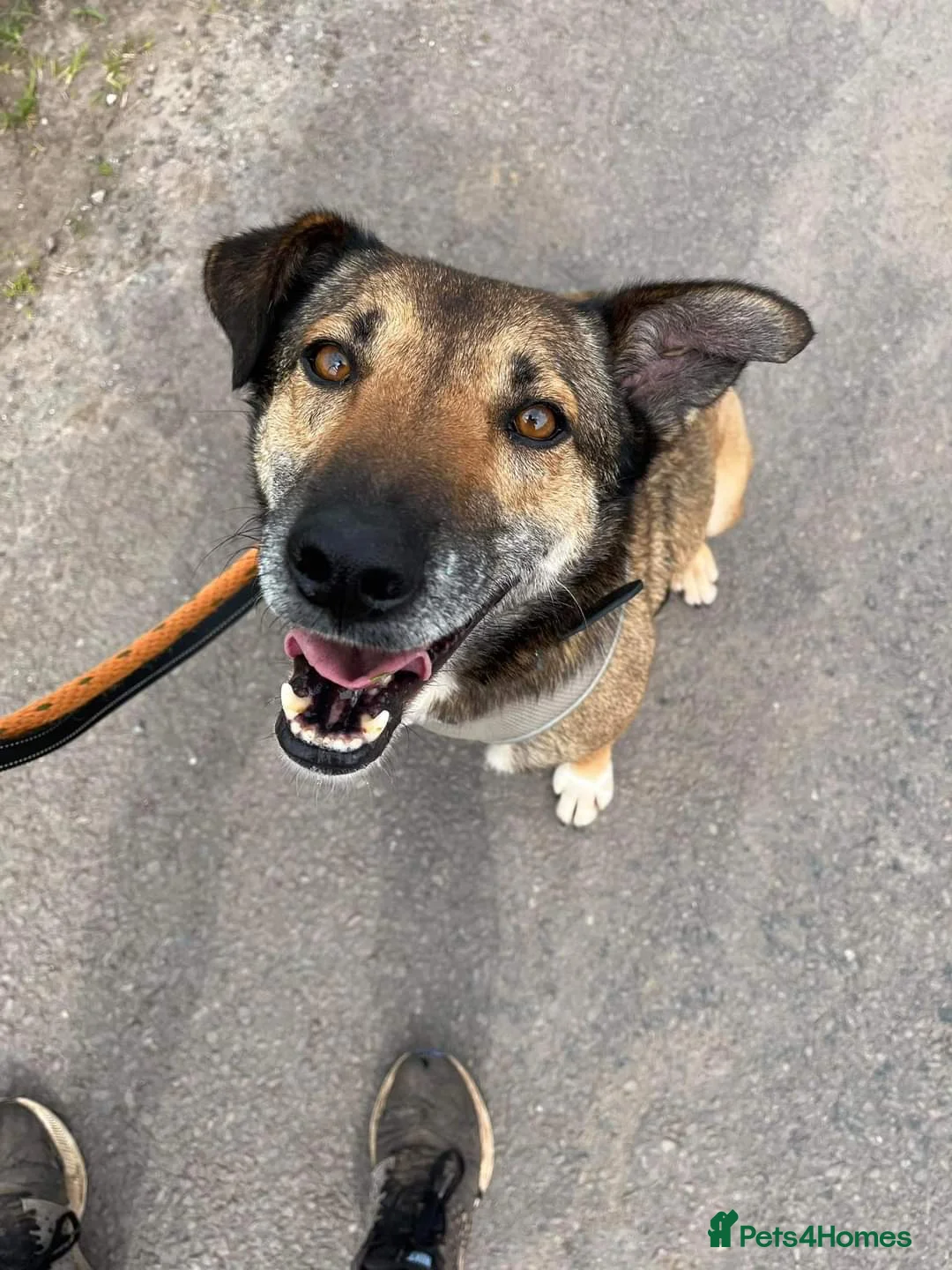 Mixed Breed dogs for adoption: Meet Faith, currently residing in Cheshire  in Nantwich - Advert 8