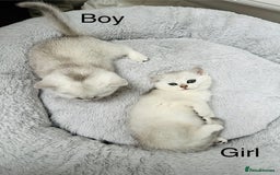 British Shorthair cats for sale: White silver shaded BSH boy and girl available🐈 - Image 3