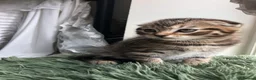 Siberian cats for sale: Stunning kittens for sale! - Advert 9