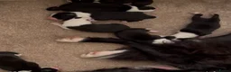 Border Collie dogs for sale: KC/ISDS REG BORDER COLLIE DNA HEALTH TESTED PUPS - Advert 5