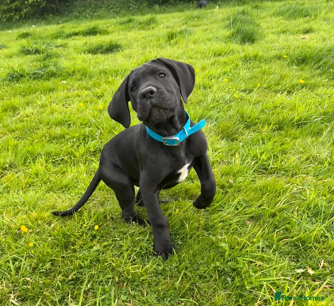 Mixed Breed dogs for sale: One beautiful big boy left - Advert 1