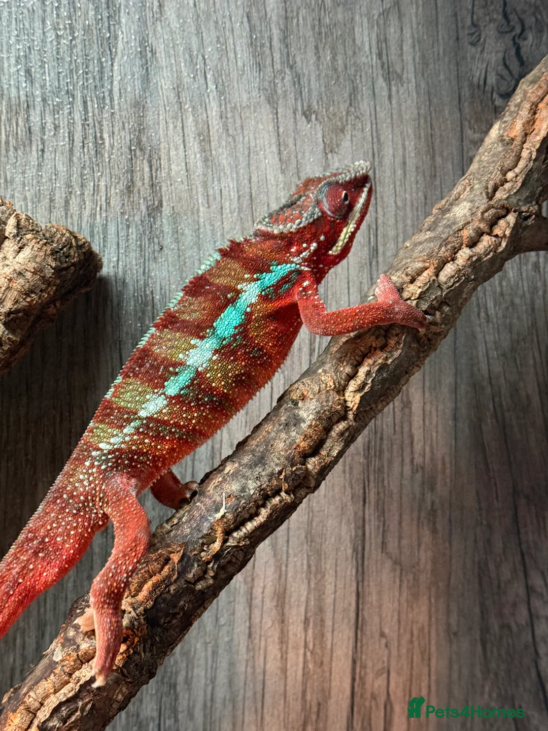 Chameleon reptiles for sale: Chameleons ambilobe - Advert 32