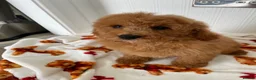 Cavapoochon dogs for sale: Adorable Cavapoochon puppies 💕 in Slough - Advert 6