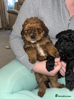 Cavapoo dogs **CAVAPOO F1B PUPS** 3 males left - Advert 2
