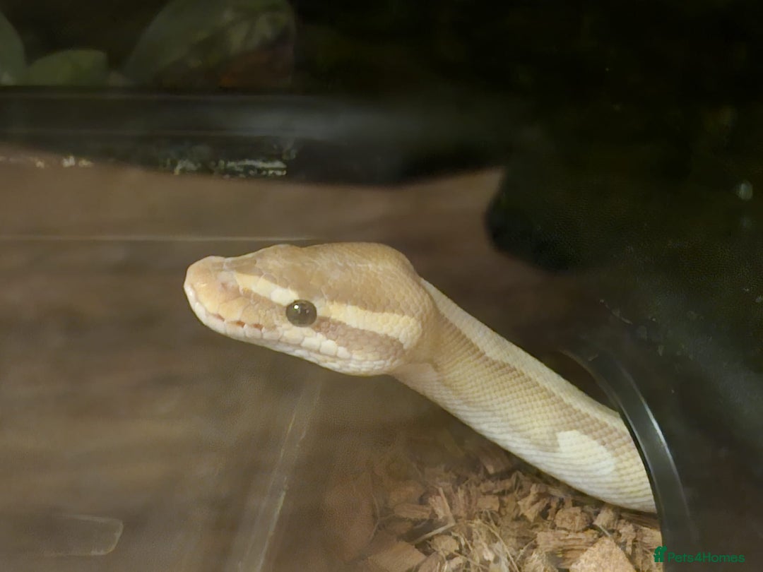 Snake reptiles for sale: Two ball pythons with setups - Image 3