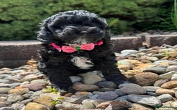 Cockapoo dogs for sale: Cockapoo Pups  - Image 3