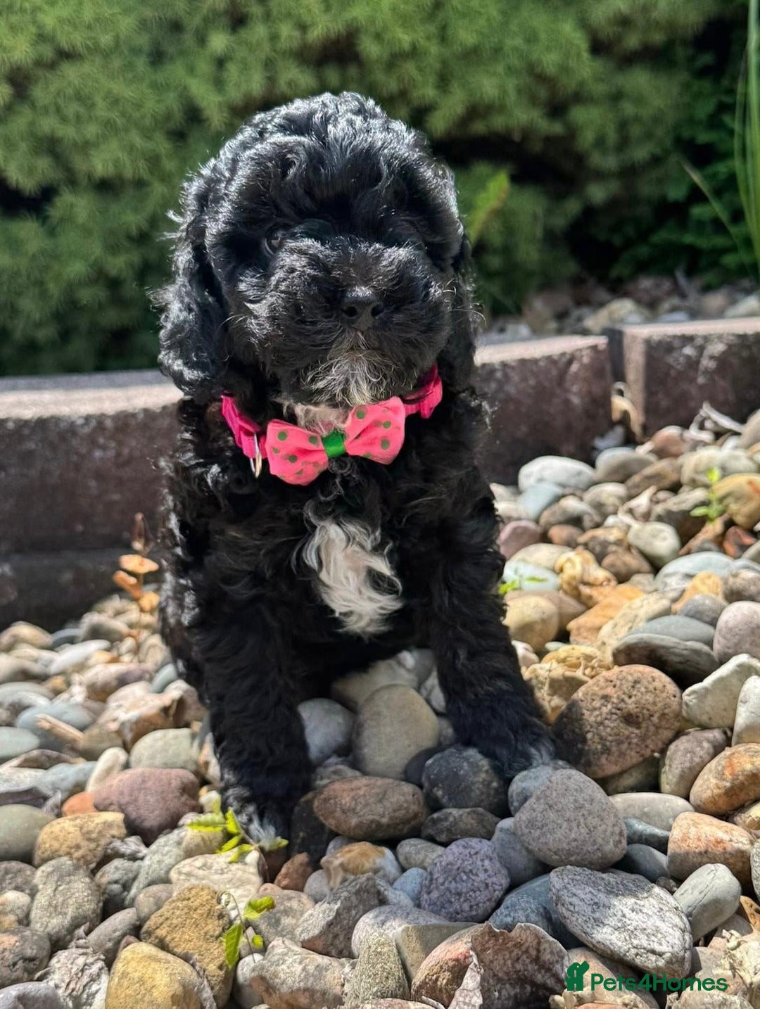 Cockapoo dogs for sale: Cockapoo Pups  - Image 3