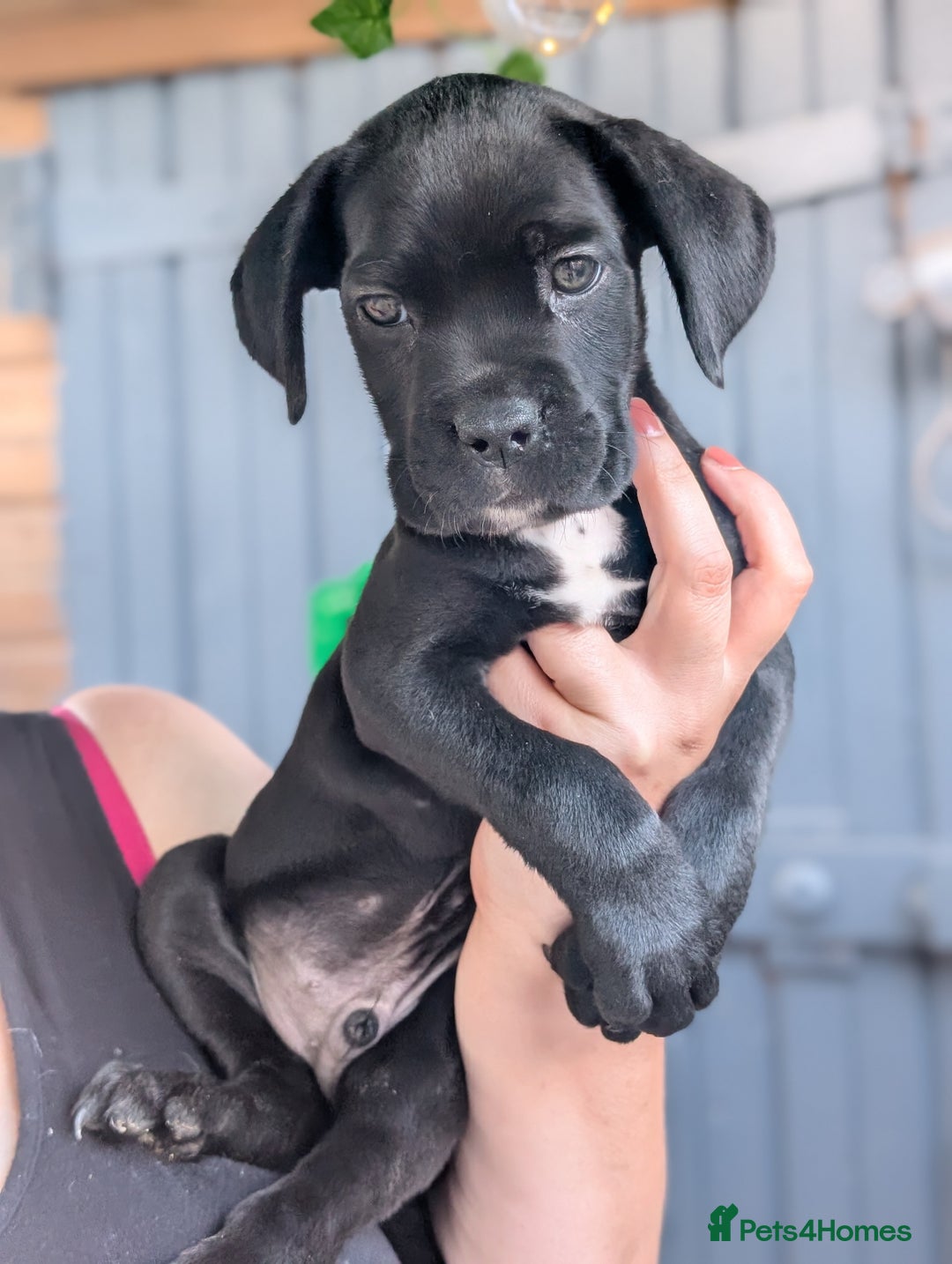 Cane Corso dogs for sale: Champion Lines Cane Corso Puppies *Ready Now** - Advert 17