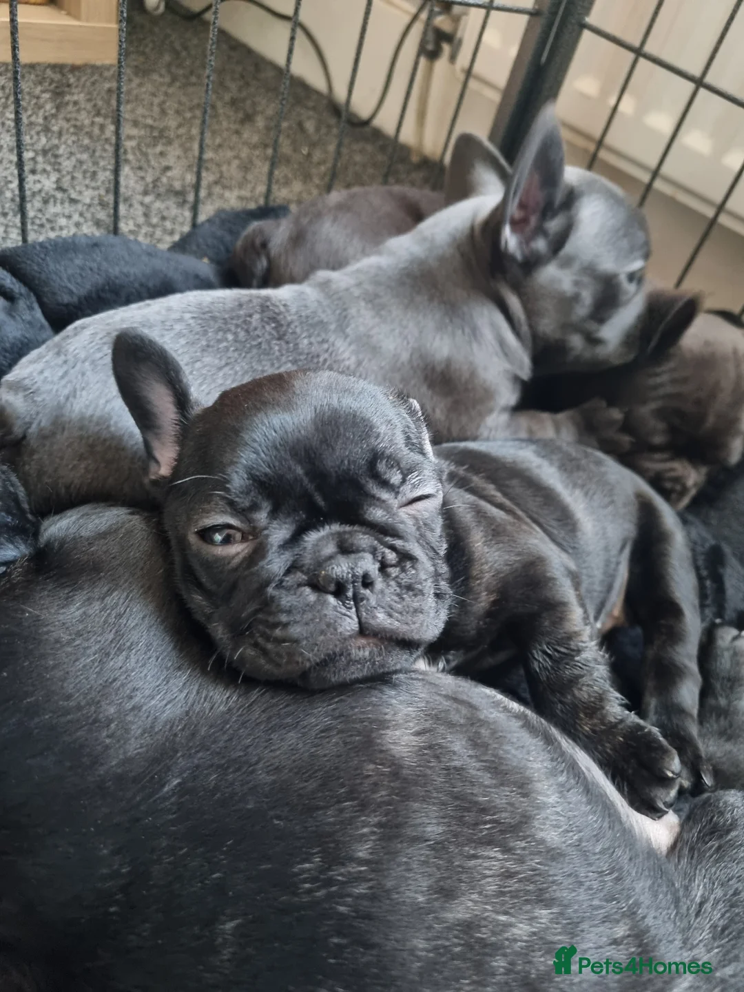 French Bulldog dogs for sale: French Bulldog Puppy - Advert 2