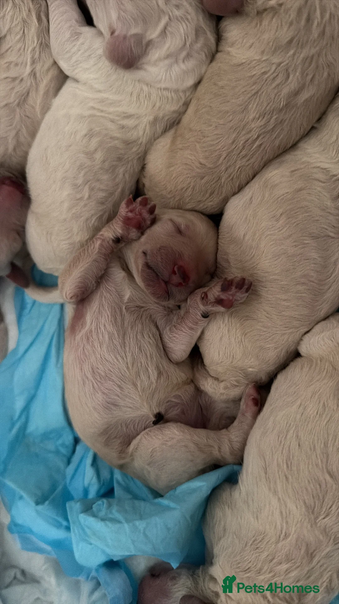 Standard Poodle dogs for sale: KC STANDARD POODLE PUPPIES - Advert 3