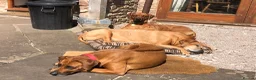 Rhodesian Ridgeback dogs for sale: Rhodesian Ridgebacks: Exceptional, 4th Generation - Advert 11