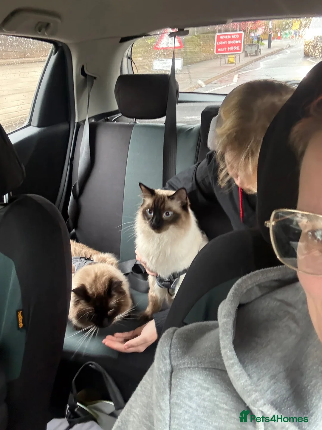 Ragdoll cats for sale: Beautiful Ragdoll brothers looking for good home  - Advert 16
