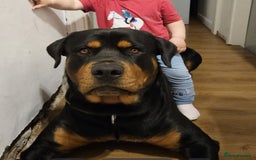 Rottweiler dogs for sale: Big beautiful Rottweiler puppies KC - Image 9
