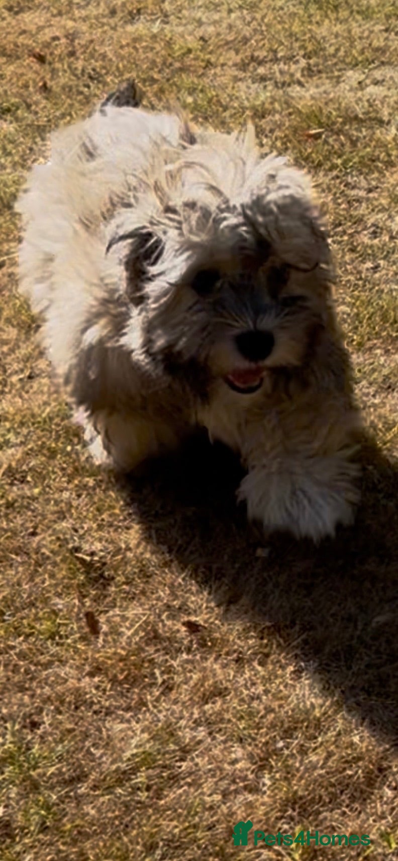 Shihpoo dogs shihpoo puppies for sale  - Advert 2