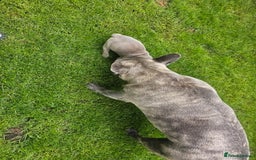 French Bulldog dogs for sale: Beautiful Blue French Bulldog  - Image 9