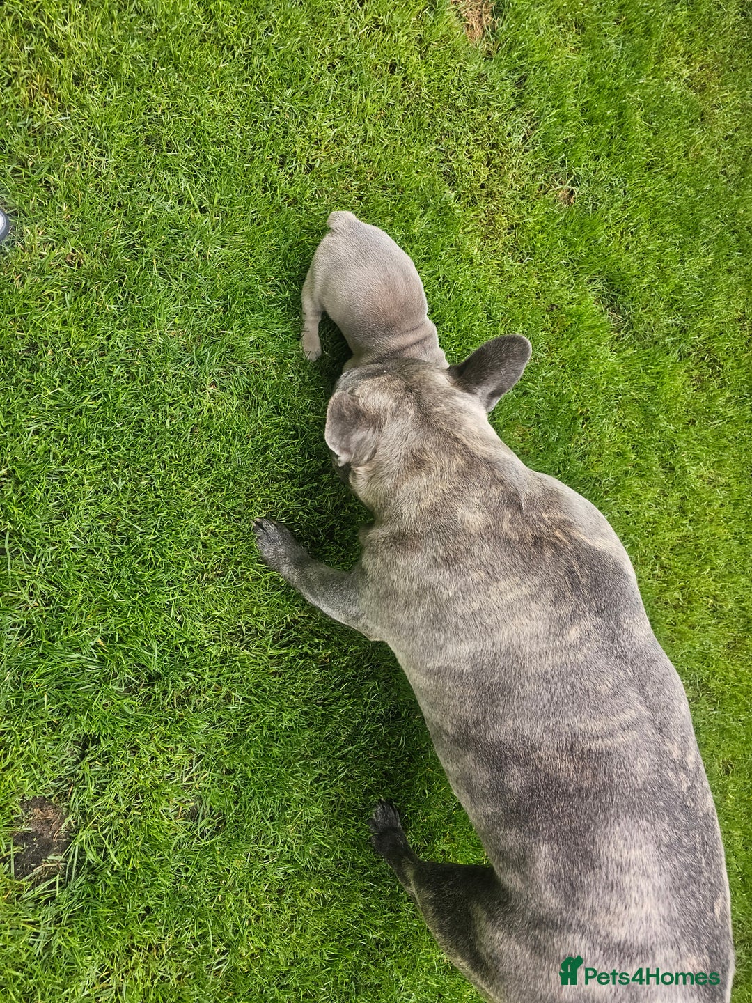 French Bulldog dogs for sale: Beautiful Blue French Bulldog  - Image 9