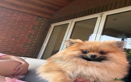 Pomeranian dogs for sale: Male Pomeranian 13 months old  - Image 2