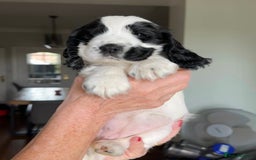 Cocker Spaniel dogs for sale: Show Cocker Puppies (KC Reg, AMS, PRA & FN CLEAR) - Image 1