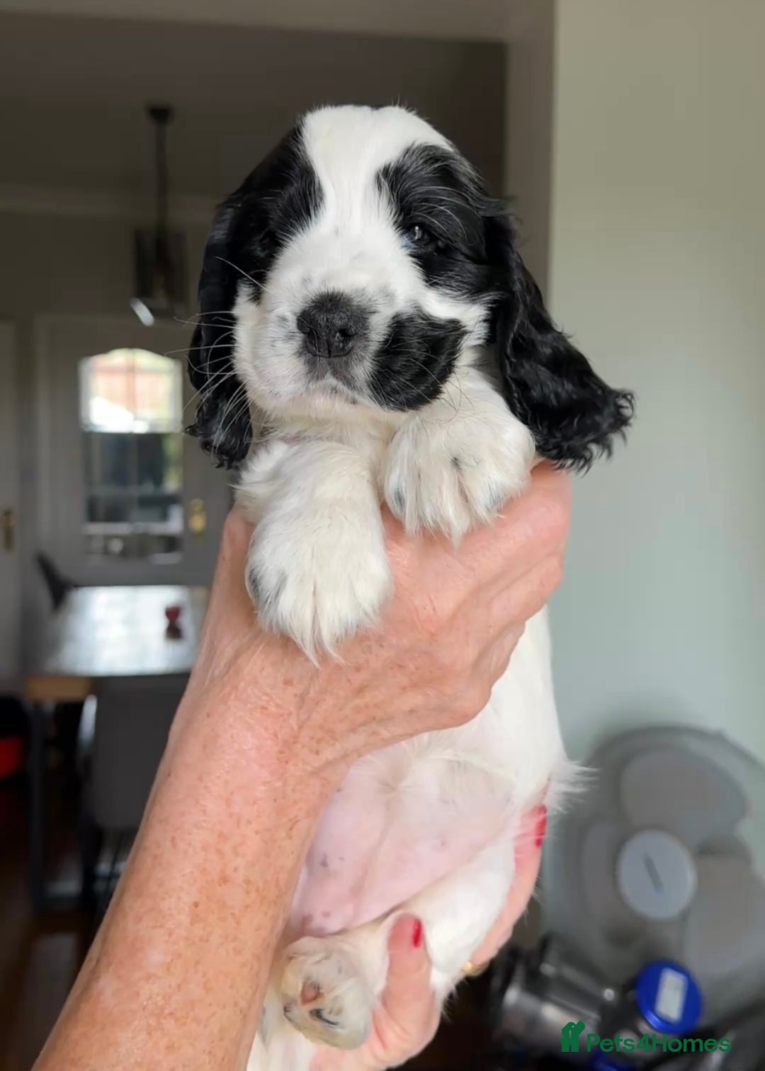 Cocker Spaniel dogs for sale: Show Cocker Puppies (KC Reg, AMS, PRA & FN CLEAR) - Image 1