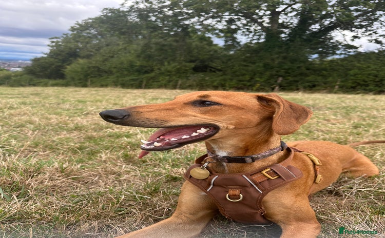 Mixed Breed dogs - Advert 1
