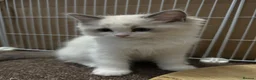 Ragdoll cats for sale: Pure breed GCCF Reg kittens - Advert 6