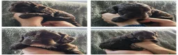 Cockapoo dogs for sale: F1 Chocolate Cockapoos. DNA Health Tested - Advert 7