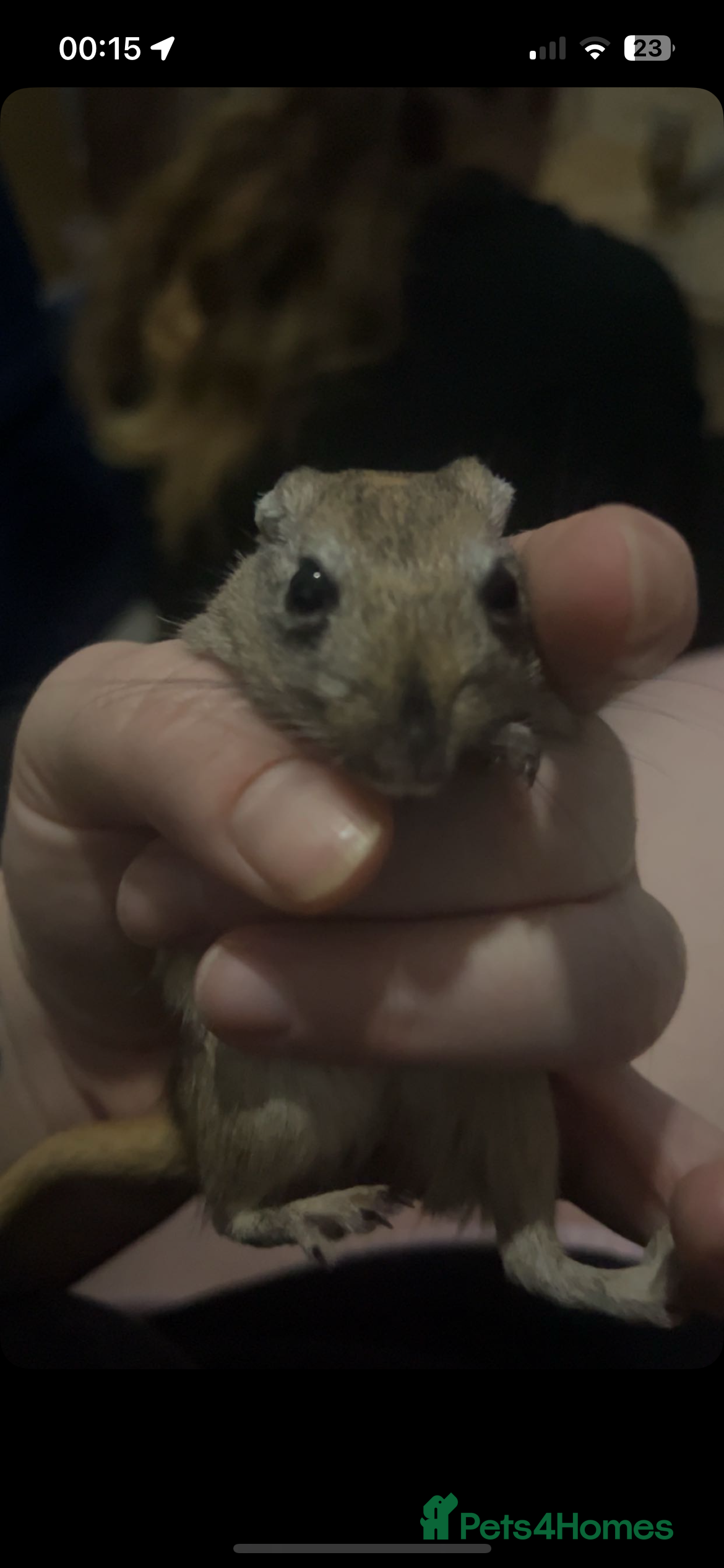 Gerbil rodents X2 female gerbils  - Advert 1