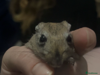 Gerbil rodents X2 female gerbils - Advert 1