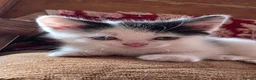 Mixed Breed cats for sale: Adorable Kittens Ready for their forever Homes - Advert 7