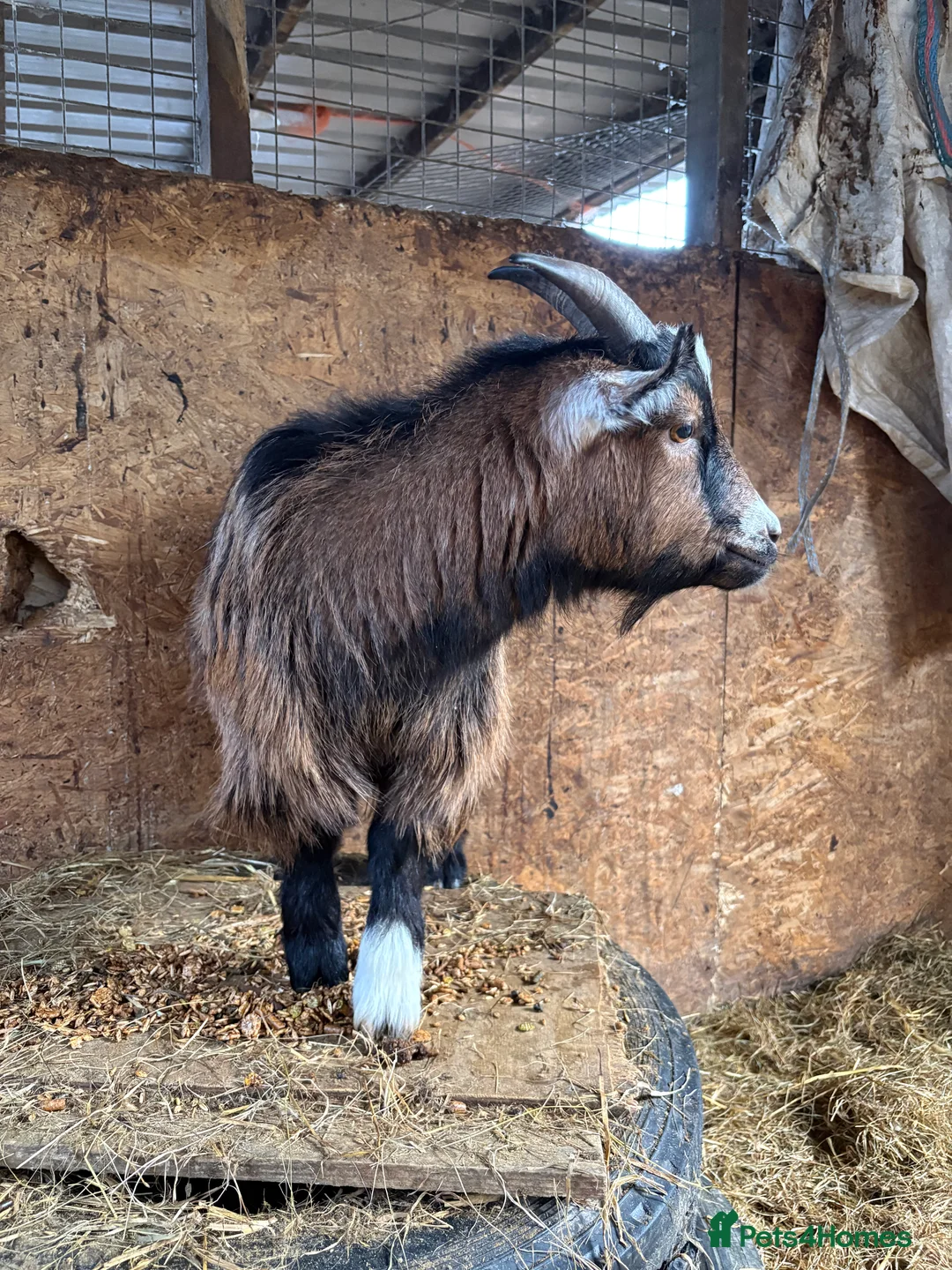 Goats livestock for sale: Pygmy weather ‘sprite’  - Advert 2
