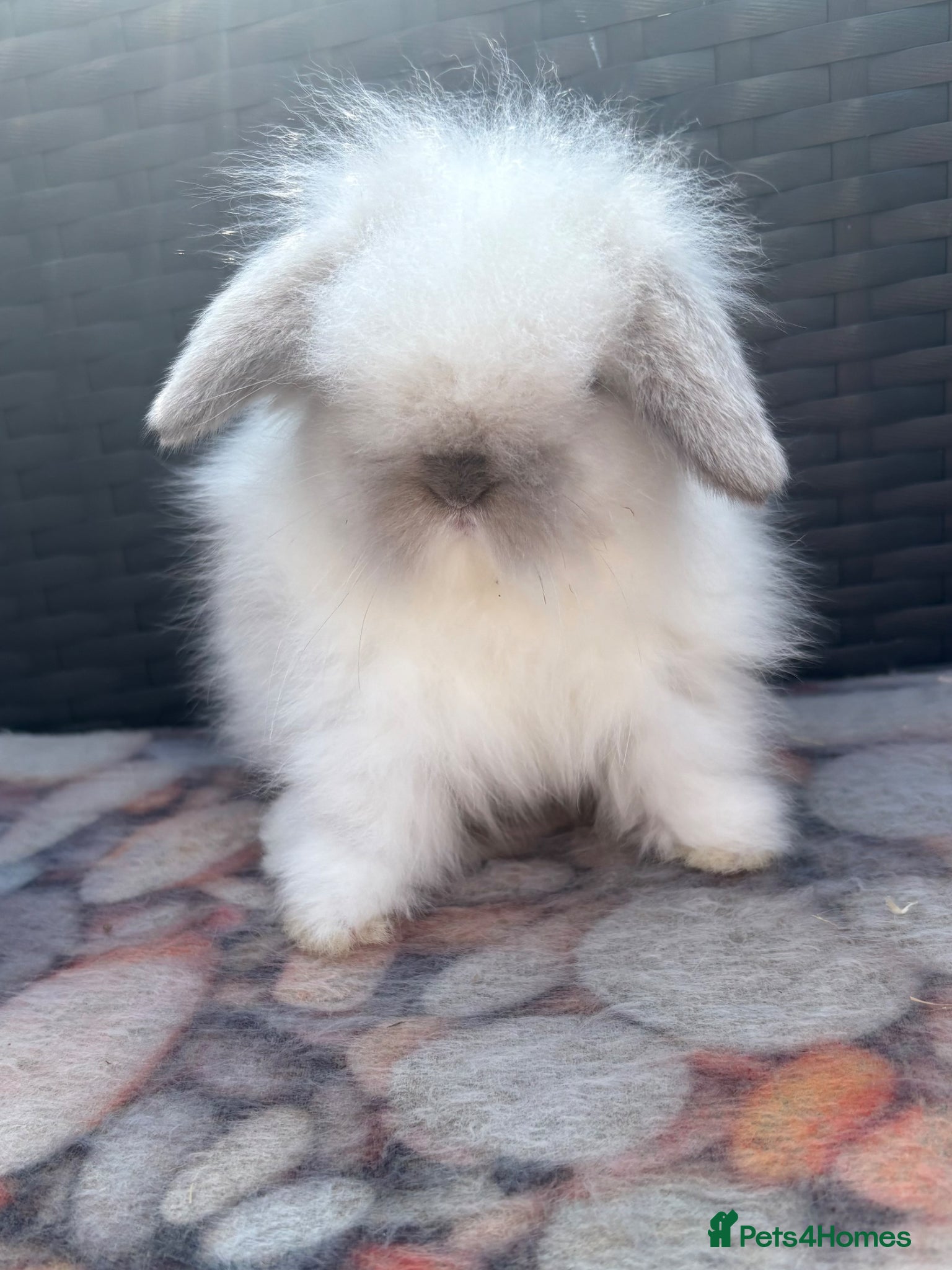 Mini Lion Lop rabbits Mini Lionlop does vaccinated available  - Advert 1