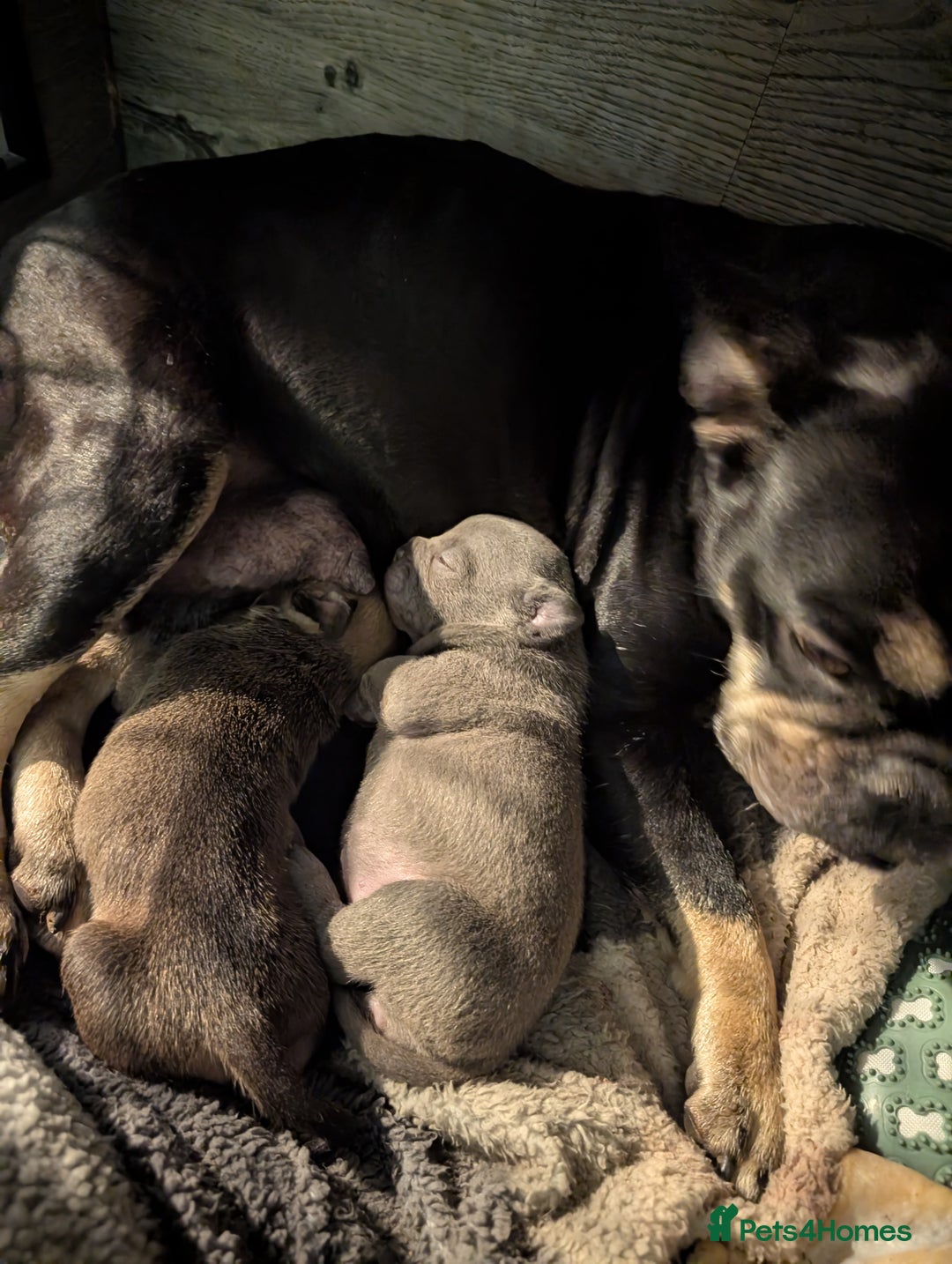 Mixed Breed dogs for sale: Beautiful french bulldog x pocket bully pups - Advert 2