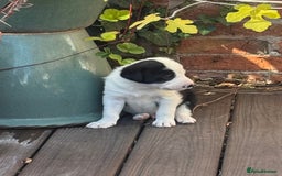 Border Collie dogs for sale: Beautiful Border Collie Puppies - Image 4