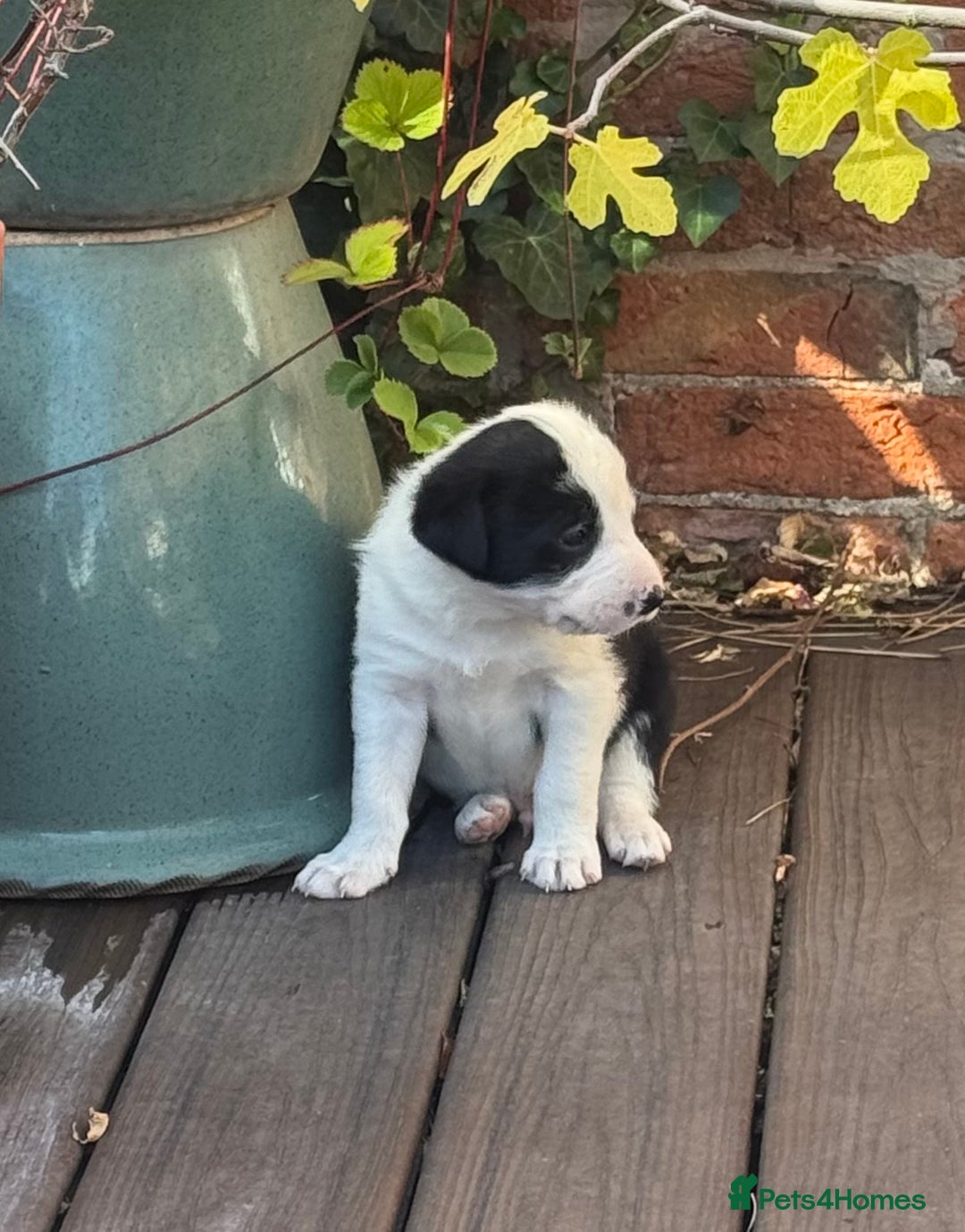 Border Collie dogs for sale: Beautiful Border Collie Puppies - Image 4