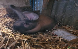 Continental Giant rabbits for sale: 'Toffee' gorgeous Continental Giant buck  - Image 2