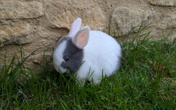 Mixed Breed rabbits for sale: Beautiful dwarf cross bunnies - Advert 3