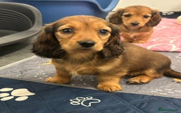 Miniature Dachshund dogs for sale: Miniature long-haired puppies  - Image 4
