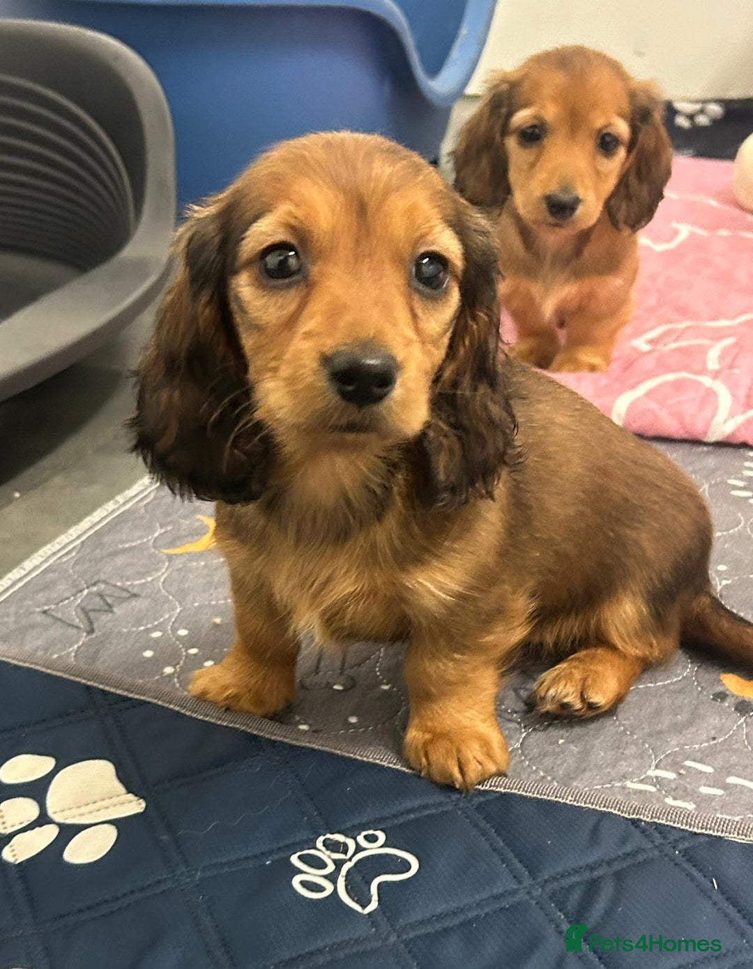 Miniature Dachshund dogs for sale: Miniature long-haired puppies  - Image 4