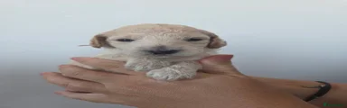 Poochon 3