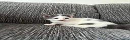 Mixed Breed cats for sale: Kitten  in Birmingham - Advert 5