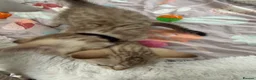 Bengal cats for sale: Snow Mink & Lynx 🩷💙 Pedigree TICA Bengal Kittens - Advert 5