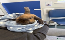 English Lop rabbits for sale: Two bonded neutered male rabbits  - Image 3
