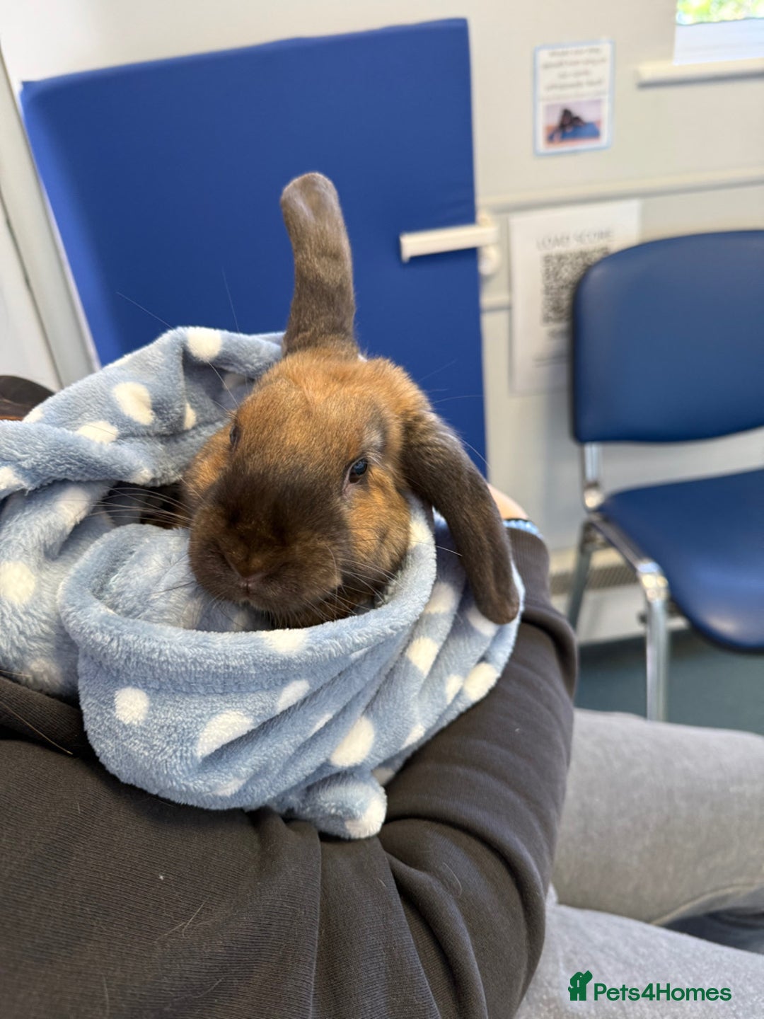 English Lop rabbits for sale: Two bonded neutered male rabbits  - Image 3