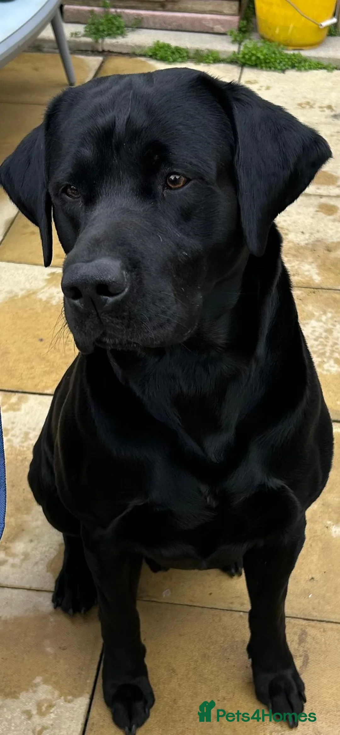 Labrador Retriever dogs for stud: Arnold, Black labrador in Chorley - Advert 2