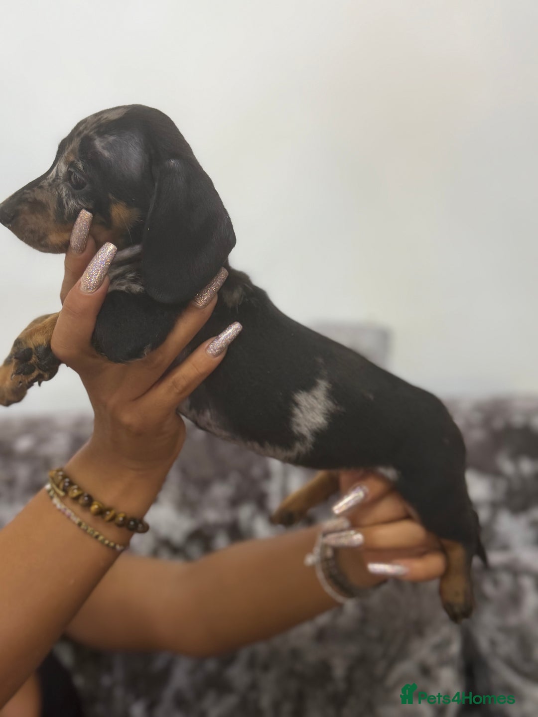Miniature Dachshund dogs for sale: 7 stunning miniature dachshund puppies - Image 23