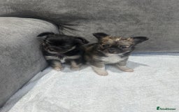 Chihuahua dogs for sale: chihuahuas puppies for sale  - Advert 21