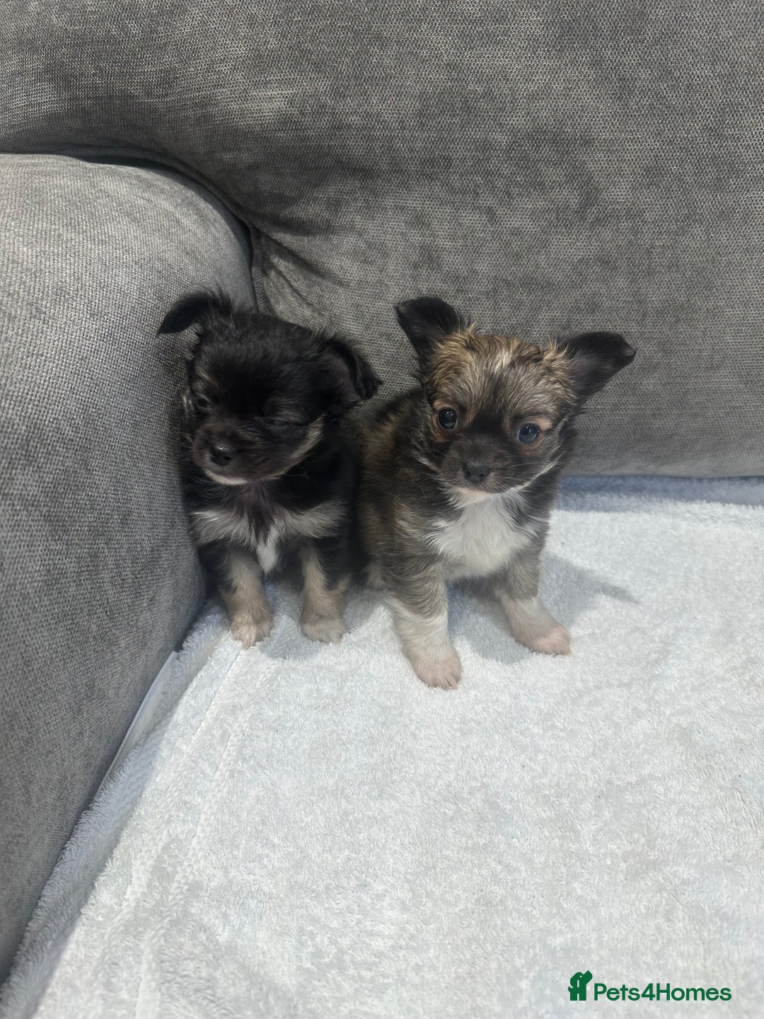 Chihuahua dogs for sale: chihuahuas puppies for sale  - Advert 21