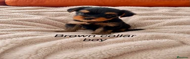 Yorkshire Terrier 3