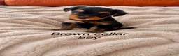 Yorkshire Terrier dogs for sale: Beautiful Yorkshire terrier puppies  - Advert 4